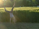 Pfingsfahrt 2012 WT